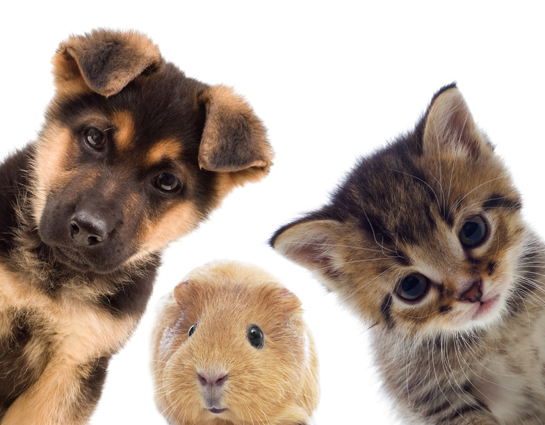 Coloranti per pet food